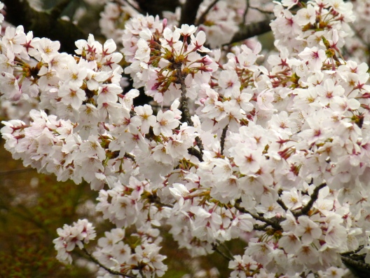 Kiyomizu Blossoms